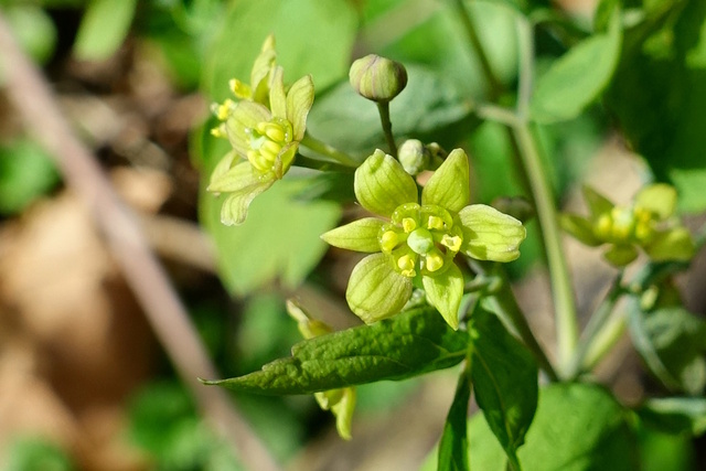 Caulophyllum thalictroides