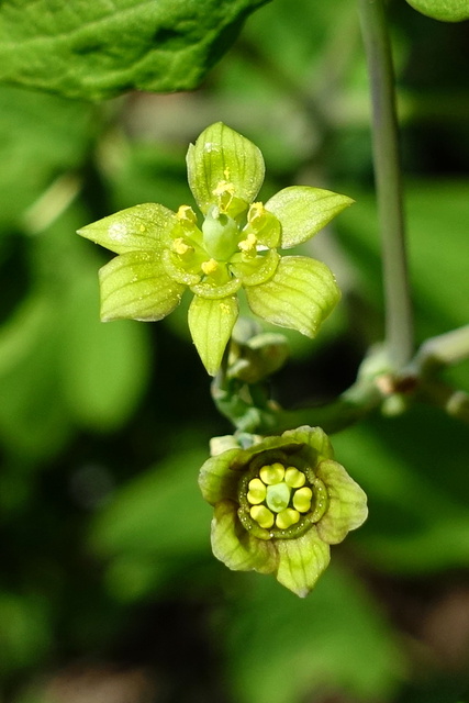 Caulophyllum thalictroides