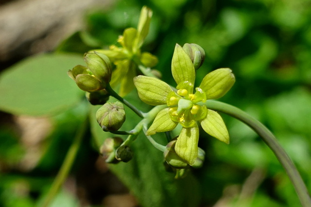 Caulophyllum thalictroides