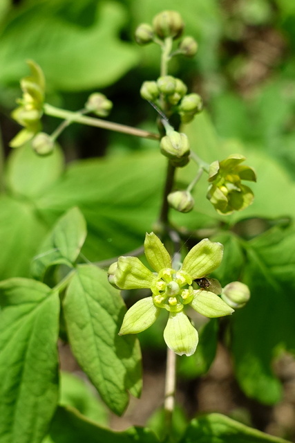 Caulophyllum thalictroides