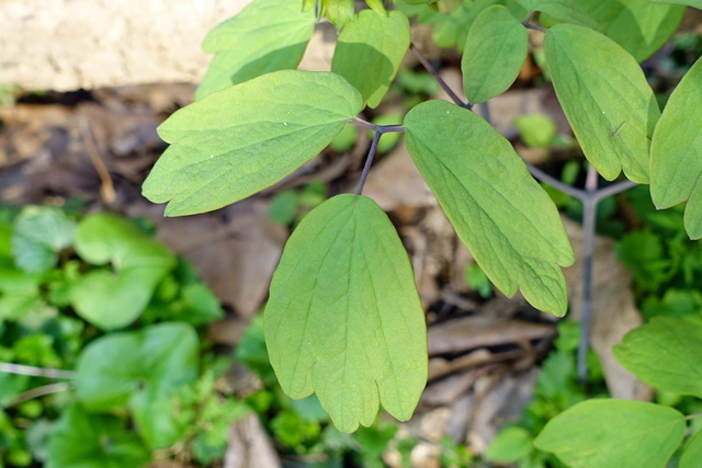 Caulophyllum thalictroides - leaves