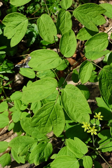 Caulophyllum thalictroides - leaves