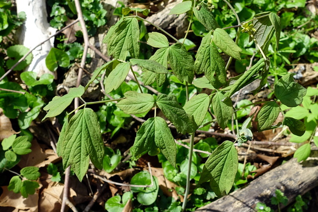 Caulophyllum thalictroides - leaves