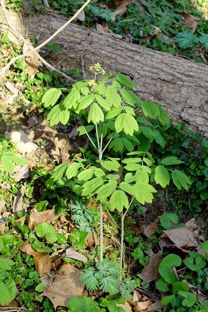 Caulophyllum thalictroides - plant