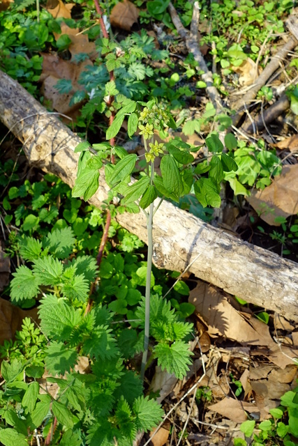 Caulophyllum thalictroides - plant