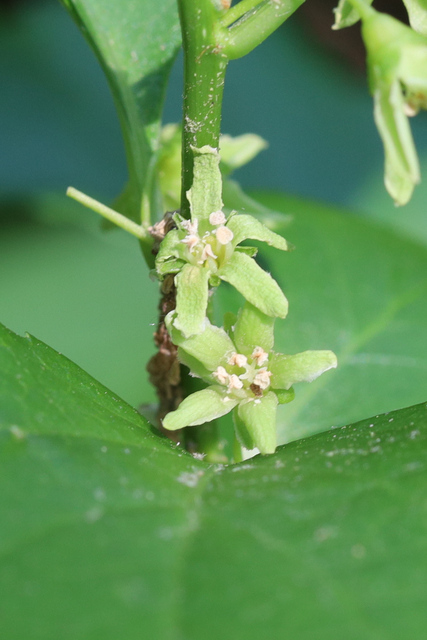 Celastrus orbiculatus