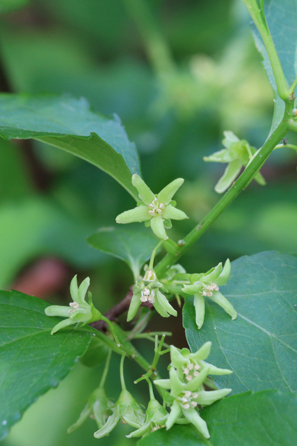 Celastrus orbiculatus