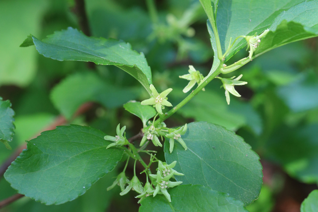 Celastrus orbiculatus