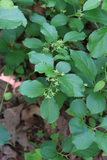 Celastrus orbiculatus - plant