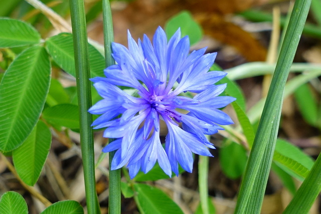 Centaurea cyanus