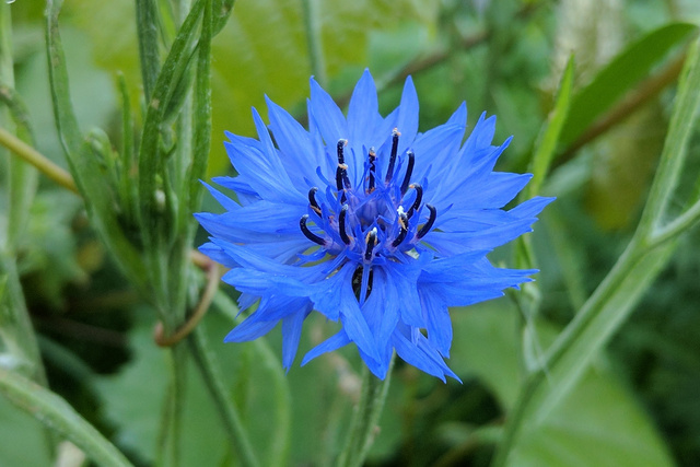 Centaurea cyanus