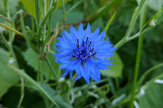 Centaurea cyanus