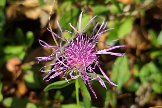 Centaurea nigrescens
