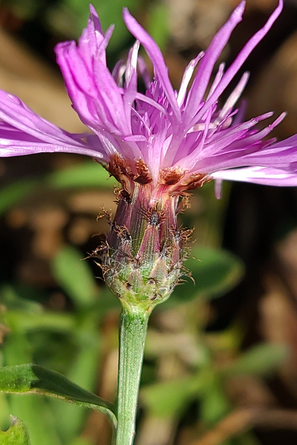 Centaurea nigrescens - involucral bracts