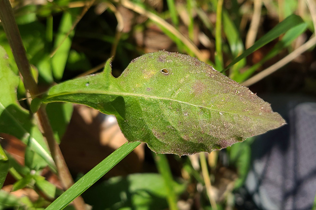 Centaurea nigrescens - leaves
