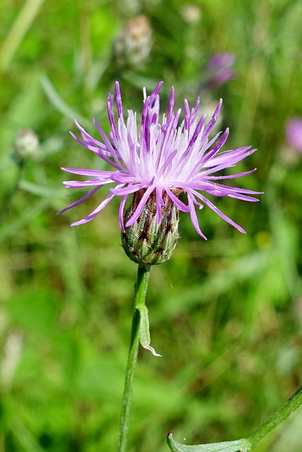 Centaurea stoebe