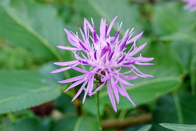 Centaurea stoebe