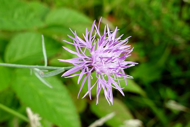 Centaurea stoebe