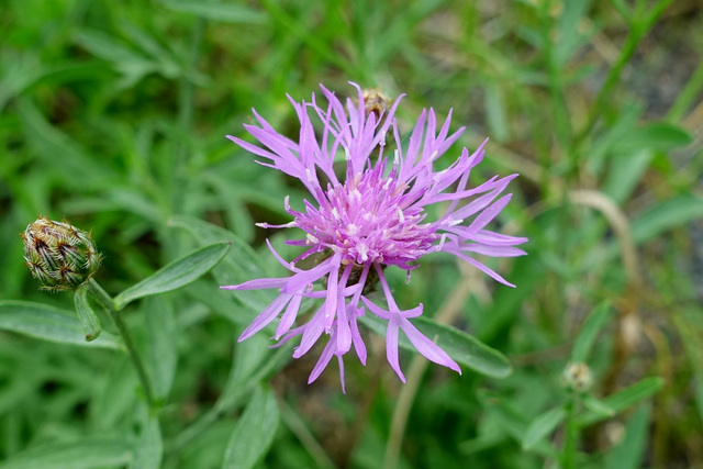 Centaurea stoebe