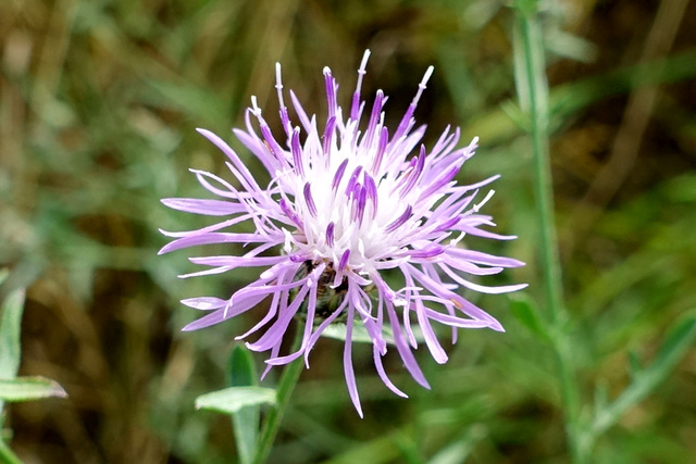 Centaurea stoebe