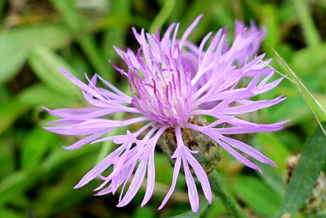 Centaurea stoebe