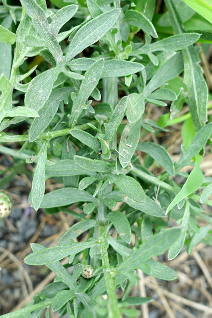 Centaurea stoebe - leaves