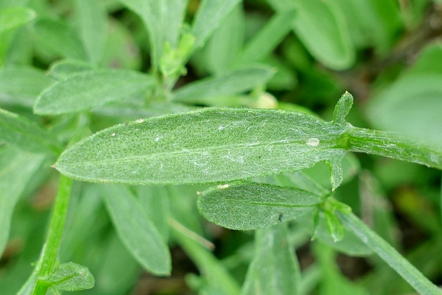 Centaurea stoebe - leaves