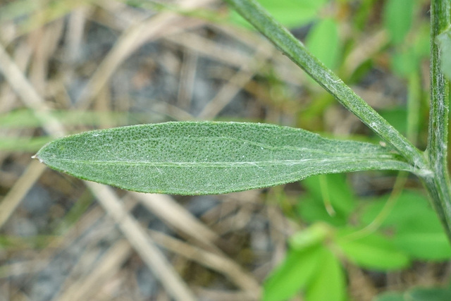 Centaurea stoebe - leaves