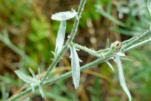 Centaurea stoebe - leaves