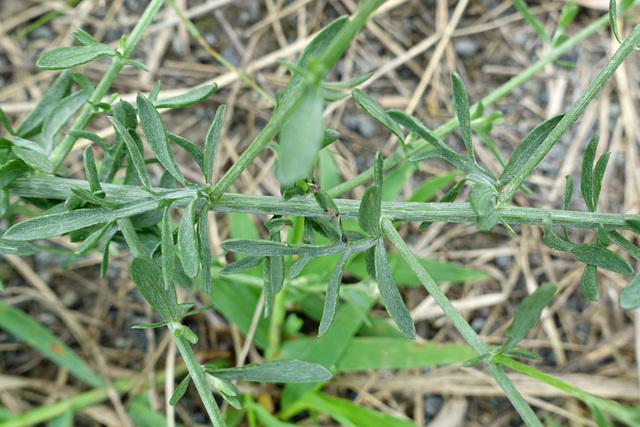 Centaurea stoebe - stem