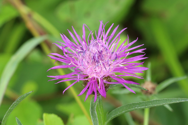 Centaurea x moncktonii