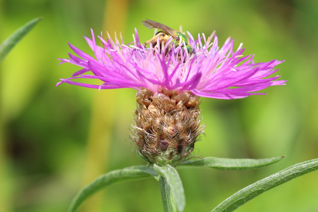 Centaurea x moncktonii