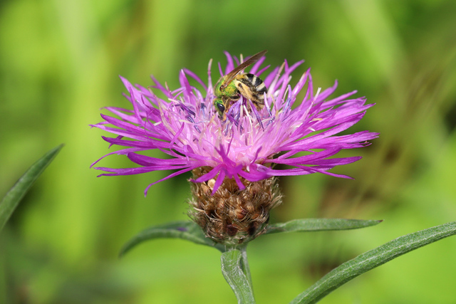 Centaurea x moncktonii