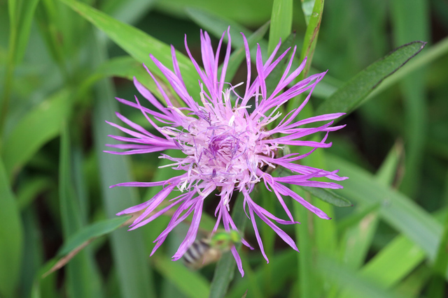 Centaurea x moncktonii