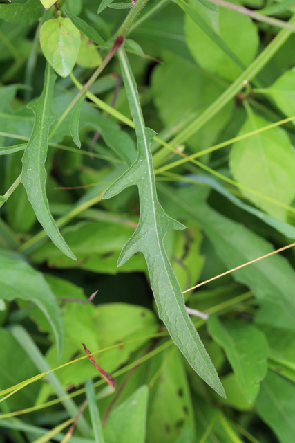 Centaurea x moncktonii - leaves