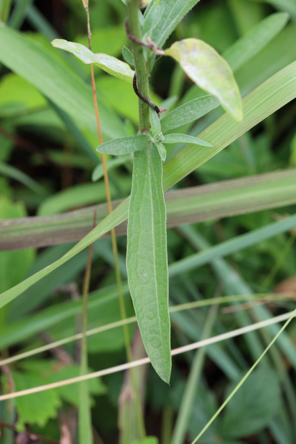 Centaurea x moncktonii - leaves