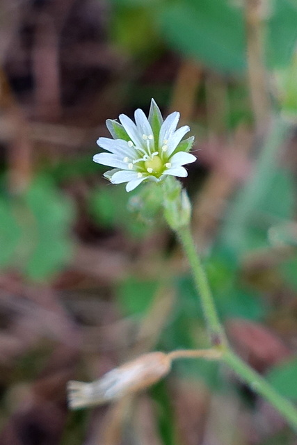 Cerastium fontanum