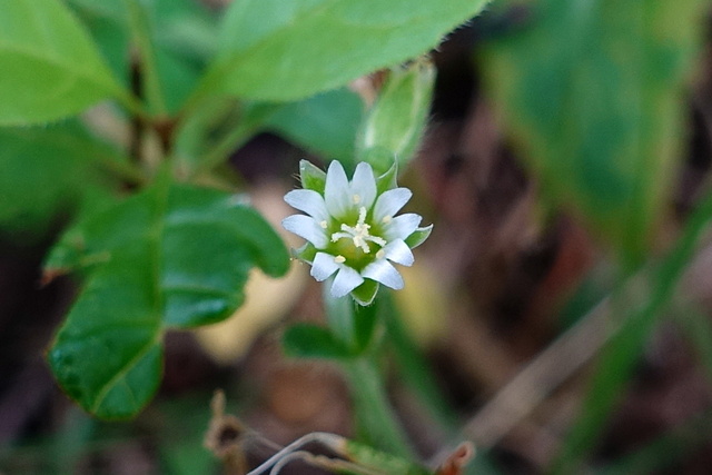 Cerastium fontanum