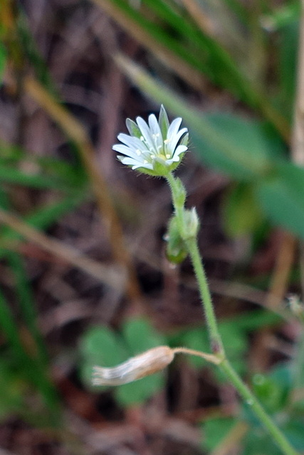 Cerastium fontanum