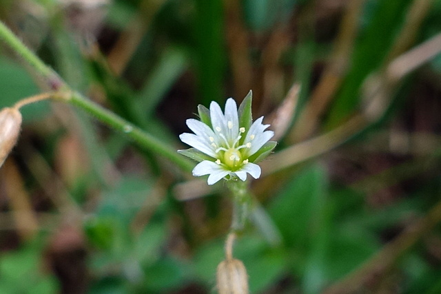 Cerastium fontanum