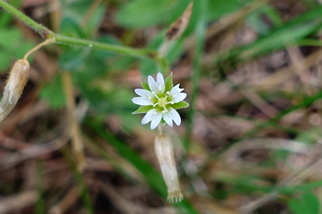 Cerastium fontanum