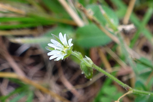 Cerastium fontanum