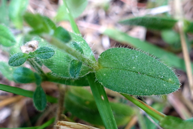 Cerastium fontanum - leaves