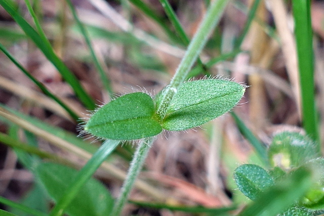 Cerastium fontanum - leaves