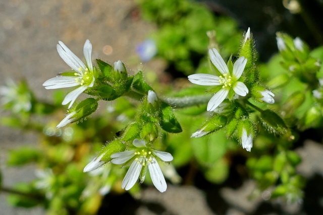 Cerastium glomeratum