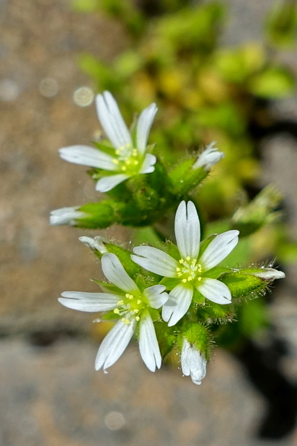 Cerastium glomeratum