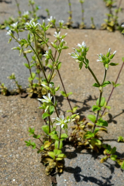 Cerastium glomeratum - plants