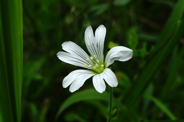 Cerastium velutinum