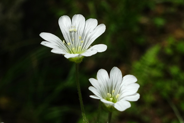 Cerastium velutinum