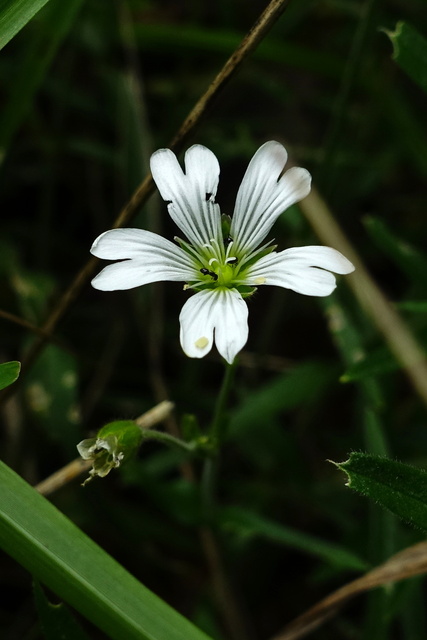 Cerastium velutinum